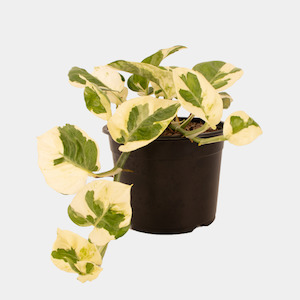 General: Epipremnum N'Joy 12cm Pot Plant