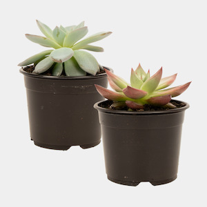 General: Echeveria 10cm Pot Plant