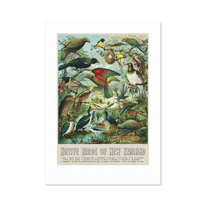 Art Stationary: "Native Birds of New Zealand" vintage Buller’s Birds art print