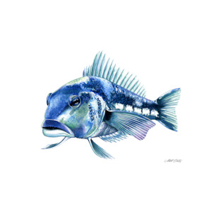 Dads Day: 'Blue Cod' A4 Print