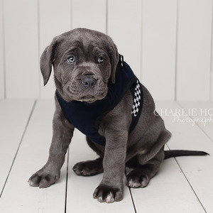 Products: Police Dog Coat / Harness