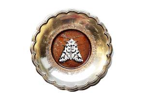 Lee Ann Dixon: Small North Island Lichen Moth