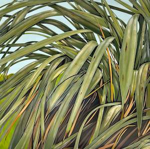 Kirsty Nixon: Harakeke II