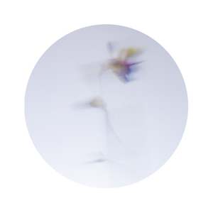 Rebecca Low: Beautiful Decay Crocus 3