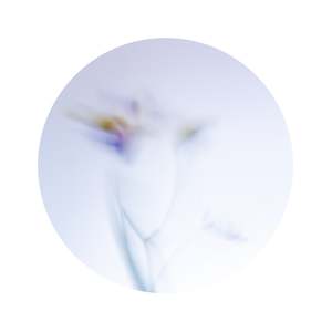 Rebecca Low: Beautiful Decay Crocus 2