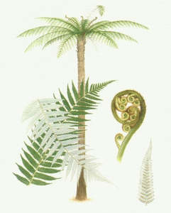 Jo Ewing: Ponga Tree Print