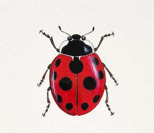 Jo Ewing: Ladybird Small Print