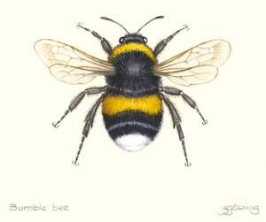 Jo Ewing: Bumble Bee Small Print