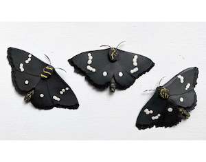 Jenny Wilson: Magpie Moth