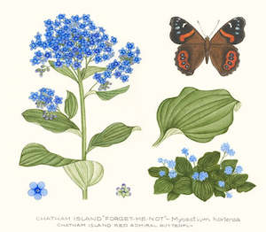 Jo Ewing: Chatham Island Forget Me Not Print