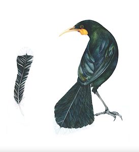 The Price of a Feather