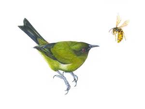 Helen Taylor: Honeyeater - original painting