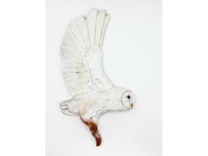 Kylie J Matheson: Owl - single wing flight