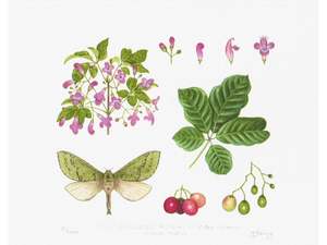 Jo Ewing: Natural History - Puriri Print