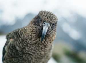 Close Encounters of the Kea Kind