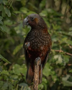 Products: Wellington Kaka