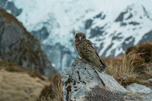 Mount Cook Kea