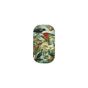 Accessories: NZ Native Birds Trinket Box