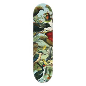 Art: Native Birds of New Zealand Skate Board Deck Art
