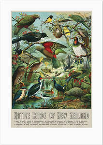 Art: A3 Native Birds of NZ Print