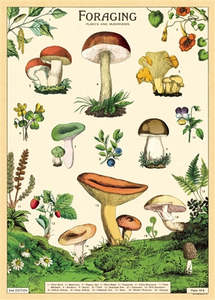 Garden: Poster or Gift Wrap Foraging Plants & Mushrooms