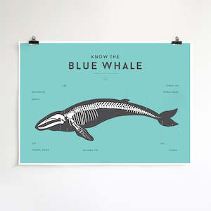 Edit Polar: Squared Charts - Blue Whale