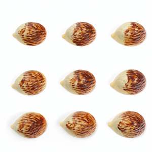 Nutty: Hedgehog (Single Chocolate)