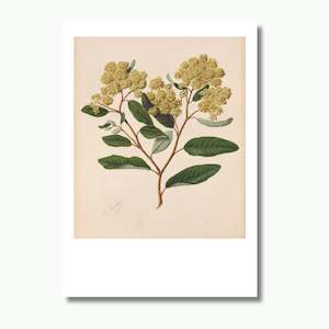 Te Papa Fine Art Prints: kūmarahou, Print