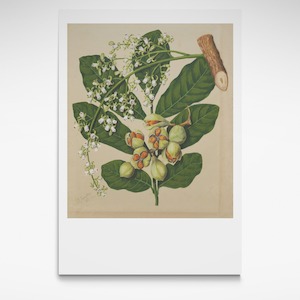 Te Papa Fine Art Prints: Kohekohe, Print