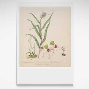 Te Papa Fine Art Prints: Native Orchids (Pixie Cap Orchid), Print