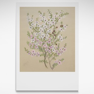 Sarah Featon: Manuka, Print