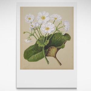 Sarah Featon: Mount Cook Lily, Print, Circa 1885