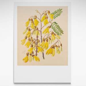 Sarah Featon: Yellow Kōwhai, Print