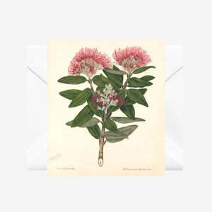 Te Papa Fine Art Prints: Pohutukawa, Notecard