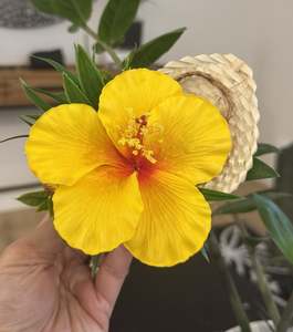 ALOFA TUNOA Hairclip