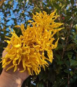 MOSOOI BLOOM