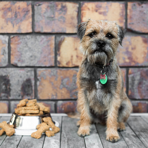 Products: Easy bake dog biscuits baking mix Lots of baking mixes