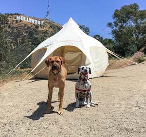 Tents: 10ft Inflatable Air Bud