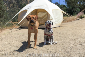 10ft Lotus Belle Air Beam Bud Tent