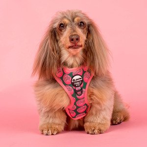 Happee Birthdae Harry: Adjustable Harness