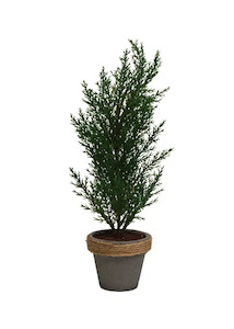 Potted Cyprus Tree Dark Green Small