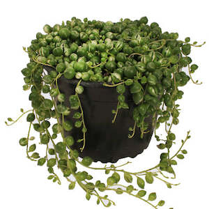 beaded plant: Variegated String of Pearls