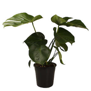 plant: Monstera Deliciosa Large
