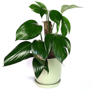 cool plant: Rhaphidophora Decursiva