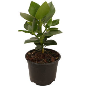 cool plant: Clusia Rosea Princess