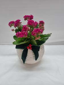 Kalanchoe in Ceramic
