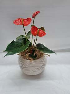 Anthurium Delicia Orange