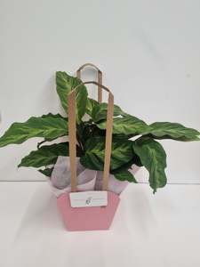 Calathea Louisae in a pot 15cm