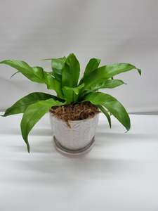 Asplenium Antiquum in pot 15cm