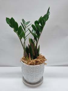 Plants: Zanzibar Gem in Pot 15cm